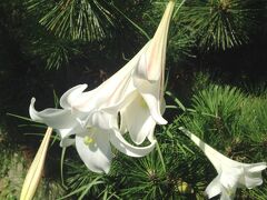 この時季は百合の花も咲き、、

（「玉川洞窟観音」にて）