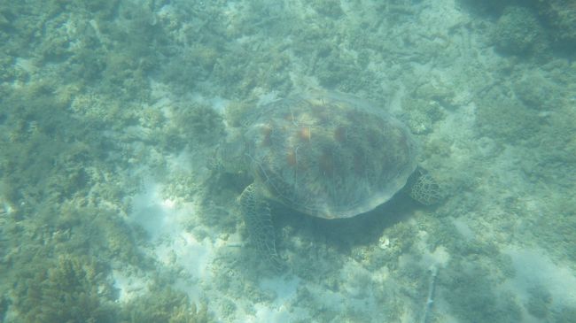 次はシュノーケリングツアーにいきます。（45分くら）<br />水が冷たいのでウエットスーツを借りました。12ドル<br />ウエットスーツを着ているとやっぱり違います。<br /><br />亀発見！