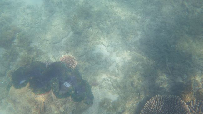 シャコガイ<br /><br />モルディブ、フィジー、フィリピンの海を知っている方は、そのような所と比べてはいけません。<br />魚もかなり少ないし、透明度もよくない。<br />はっきり言ってつまらなかった。