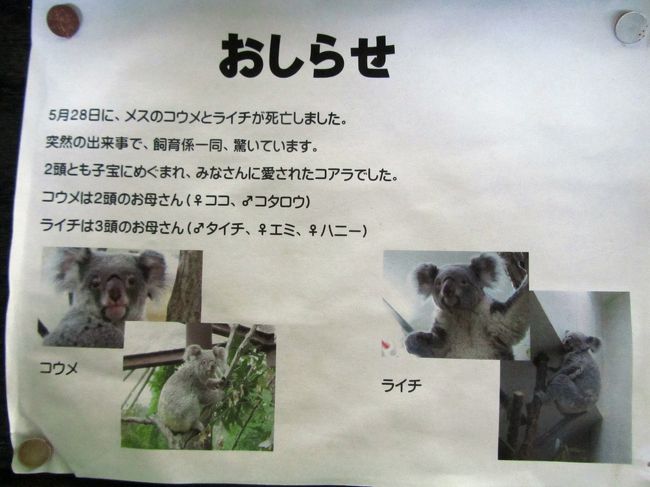 降りしきる小雨の中の清瀬ひまわりと埼玉こども動物自然公園(3 降りしきる小雨の中の清瀬ひまわりと埼玉こども動物自然公園(3