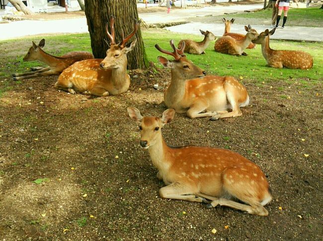 朝早く来たので、猫関係のお店が開く前に<br />奈良公園と春日大社へ寄り道することに。<br /><br />