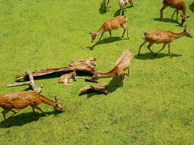 そこから鹿苑へ向かいます。<br />ここには小鹿がたくさんいます(*´∀`)♪<br />元気に大きく育ってね〜<br /><br /><br /><br /><br />時間はお昼前。<br />そろそろバスに乗って奈良町へ。<br />運転手さんに聞くと田中町で降りろとのこと。<br /><br /><br />田中町で降りると、奈良町を北上しながら<br />近鉄奈良に戻れるから時間を有効に使えます。<br /><br />