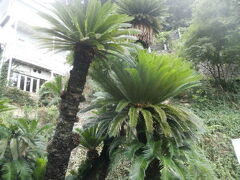 これが　常神のソテツ