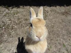 船を下りると、早速、ウサギが出迎えてくれます。この島には約600羽の野生のウサギがいるそうです。まずはバスで休暇村へ。ここが一番、ウサギが多くいるそうです。太陽が出て、暑いせいか、ウサギたちはなかなか、木の根っこから出てきてくれません。それでも、持ってきたキャベツをあげると、喜んで食べます。しかし、この辺りは観光客も多く、多くの人から餌をもらっているため、あまり積極的に食べてくれません。やはりここに1泊して、ウサギたちがおなかのすいている朝に来ないとダメみたいです。朝だと、涼しいし、餌をあげていると多くのウサギが集まってくるそうです。大久野島は1時間くらいで歩いて島1周することができるというので歩いてみることにしました。ところどころにウサギたちはいます。あまり、餌をもらっていないらしく、結構喜んで食べてくれました。