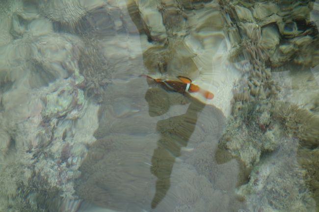 浅かったり、深かったりしますが、比較的小さいお子様でも楽しめると思います。<br /><br />あっという間に無人島到着。