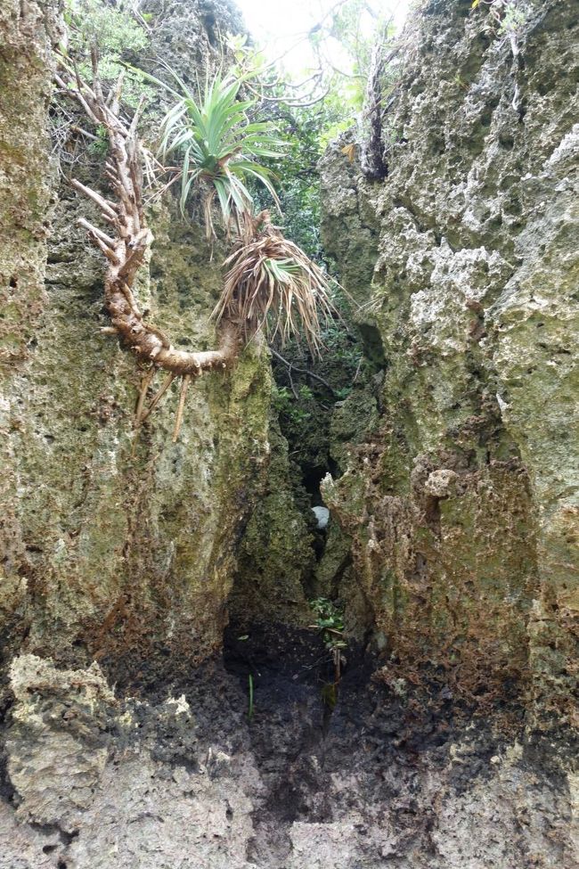 川平湾から見渡せる真正面の島です。<br /><br />浅瀬が続くので、探検できます。