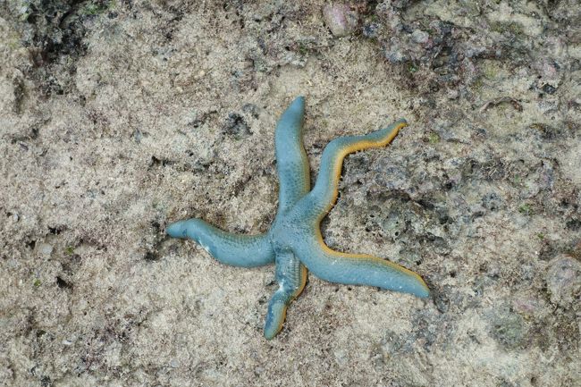 いろいろな生き物がいて、子供たちも大興奮、