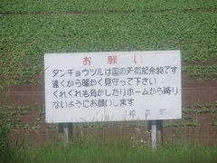 途中、釧路湿原を通過中に見つけた看板。この日は車窓からタンチョウツルは見かけなかった。残〜念！