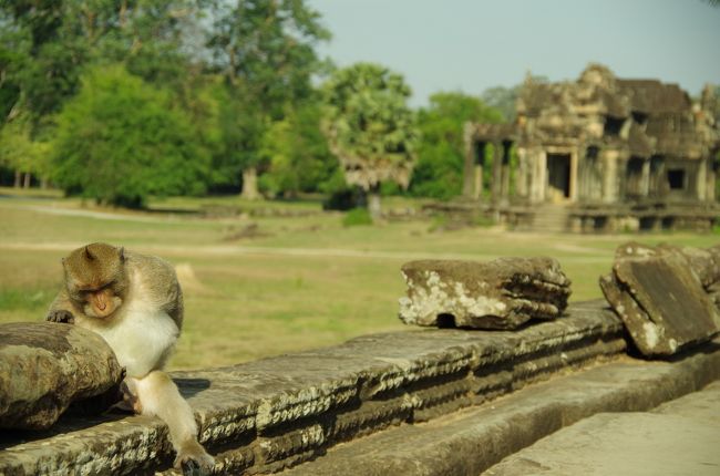アンコールワットにはモヒカンの野生のお猿もいました