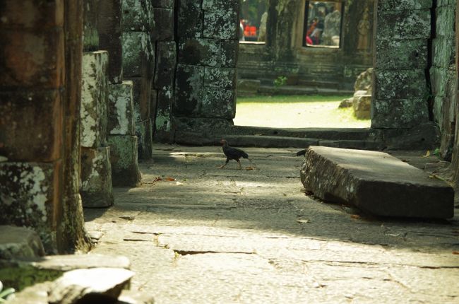 と思ったら謎の鳥がいました<br />親子でした