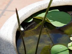 最後のお昼はホテルで食べよう

いつもドリンクだけしか頼んでなかったし、朝食もついてるのにまだ一回もレストラン内では食べてないし。

座って横を見ると・・・
ん？何かいる？
