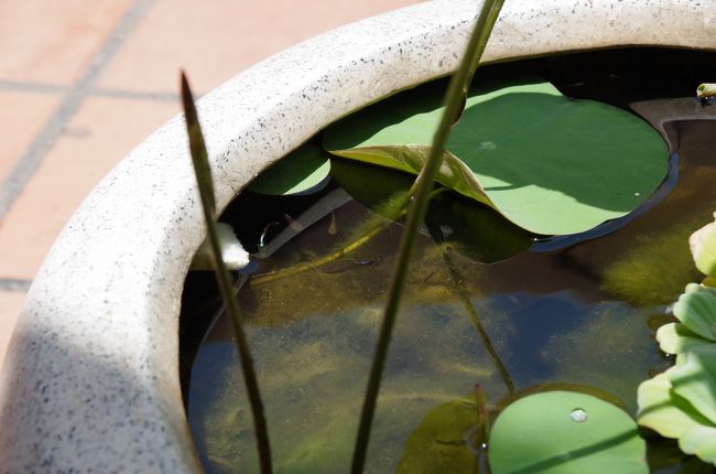 最後のお昼はホテルで食べよう<br /><br />いつもドリンクだけしか頼んでなかったし、朝食もついてるのにまだ一回もレストラン内では食べてないし。<br /><br />座って横を見ると・・・<br />ん？何かいる？