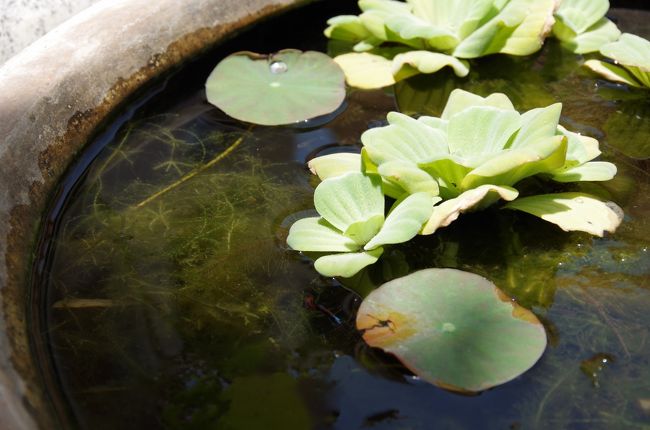 魚だ！<br />しかもちょっとカラフルでかわいい