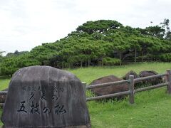 樹齢250年の琉球松、五枝の松に会いに。
商売繁盛のご利益があるんだよと、
タクシードライバーさんから教えてもらいましたが、
現地の人の信仰の場でもあるようです。