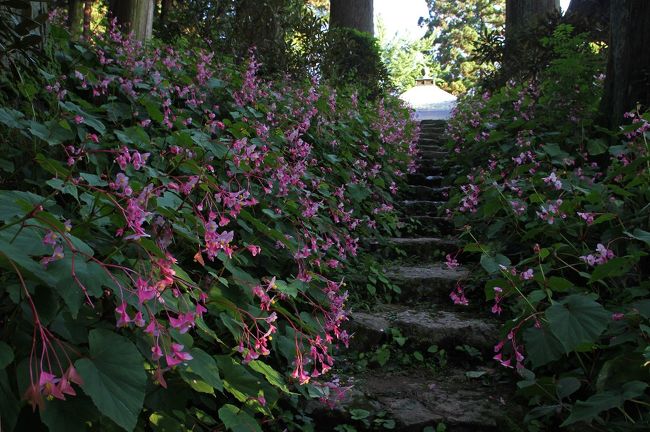 秋海棠 しゅうかいどう の咲く頃 岩湧寺 河内長野 龍泉寺 富田林 河内長野 大阪 の旅行記 ブログ By Bakanekoさん フォートラベル 秋海棠 しゅうかいどう の咲く頃 岩湧寺 河内長野 龍泉寺 富田林 河内長野 大阪 の旅行記 ブログ By Bakanekoさん フォートラベル