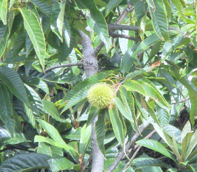 ホームの近くに、栗の木がありました。<br /><br />栗の実が、たわわと…？　いがいが…と？　<br /><br />いやいや、くりくりと実っていました。