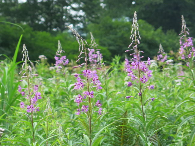 意表を衝く藪漕ぎ（というと大袈裟だが）が終わると、ヤナギランのお出迎え。