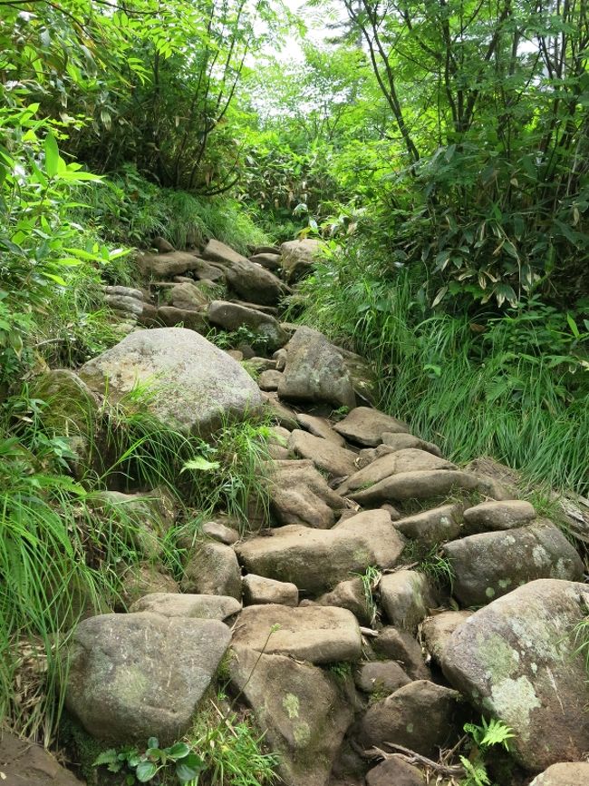 樹林帯に入ると、岩ごろごろのこんな道が続く。<br />眺望もなく、退屈。でも足元は良くないので気を抜かないように。<br />実際、かなりスリッピーだ。