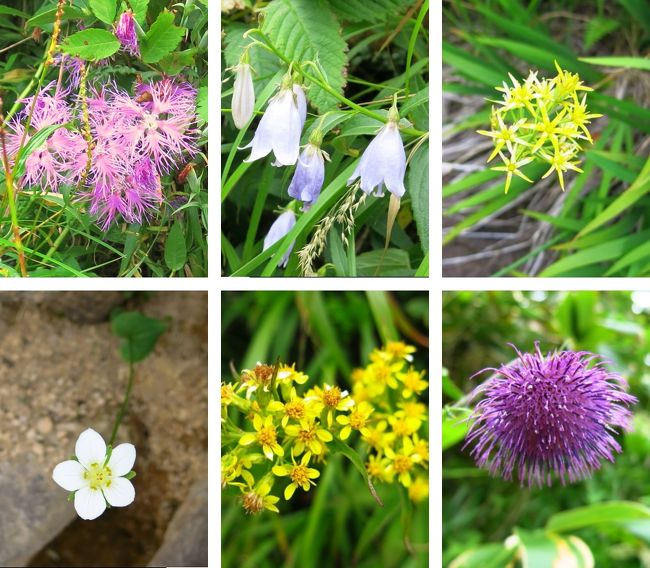 ここまでに見た花<br /><br />タカネナデシコ、ハクサンシャジン、キンコウカ<br />ウメバチソウ、ミヤマアキノキリンソウ、オニアザミ