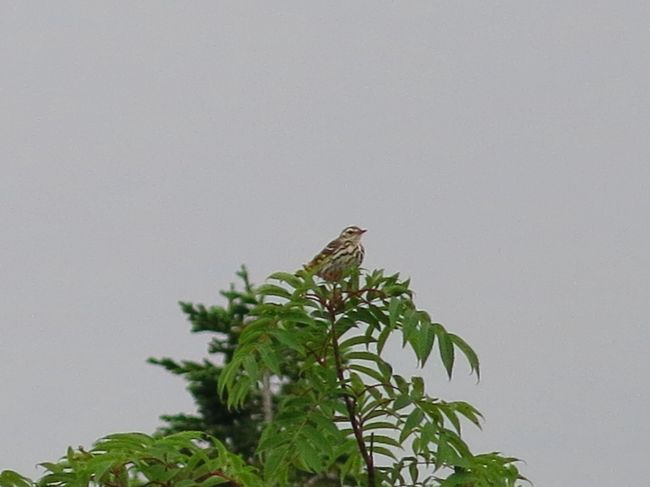 さかんに飛んでいる野鳥、何かなと思ってよく見ると、ビンズイのようだ。