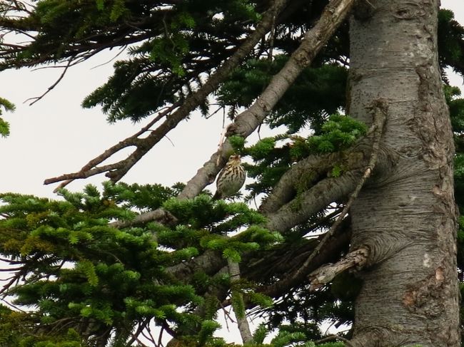 2〜3羽が飛び交っていたが、彼らを見ると、高山に来たなと言う感じがする。