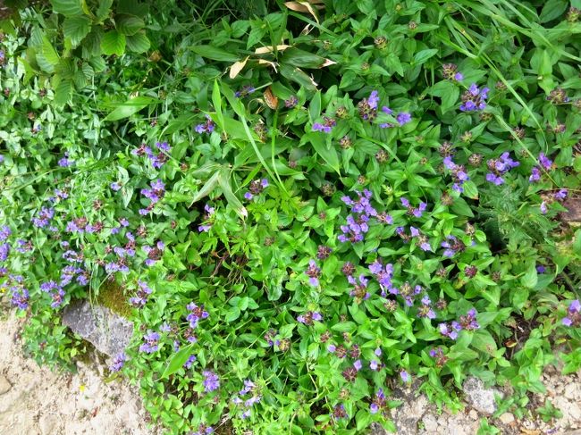 それでも･･･<br />足元を見るとウツボグサがいっぱい