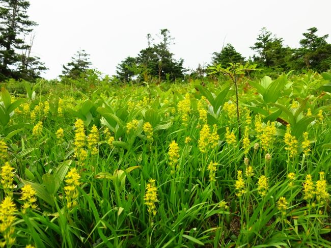 キンコウカが群生していたり･･･