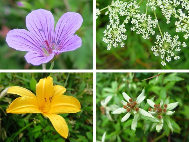 ハクサンフウロ、ハクサンボウフウ<br />ニッコウキスゲ、ミヤマウスユキソウ