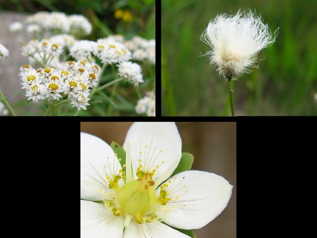 ヤマハハコ、ワタスゲ<br />ウメバチソウ