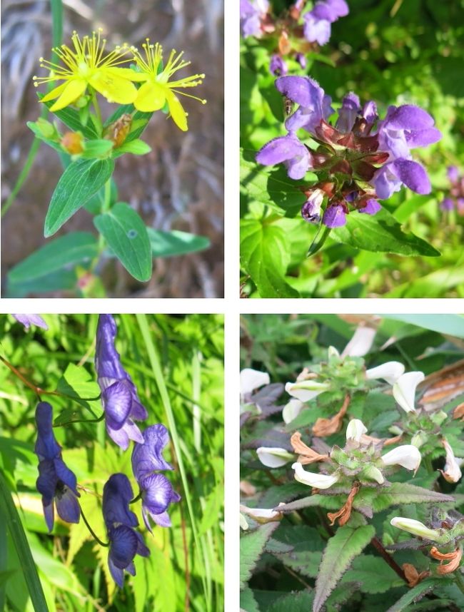 オトギリソウ、ミヤマウツボグサ<br />ミヤマトリカブト、エゾシオガマ