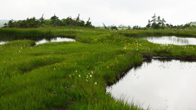 そして池塘を取り巻く高山植物たち<br />本当は水辺ぎりぎりまで寄ってみたいのだが、木道を踏み外すことになるので自粛。<br /><br />これはもう、絵になりすぎ。