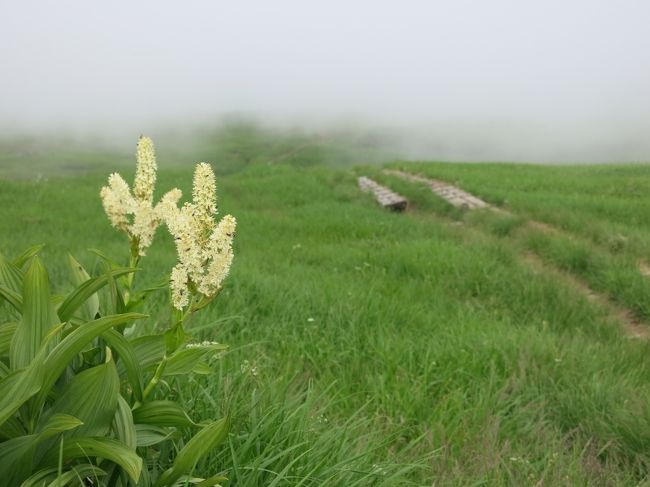 チェックインを済ませ、周辺を軽く散歩。<br />コバイケイソウと草原、ガスが幻想的。