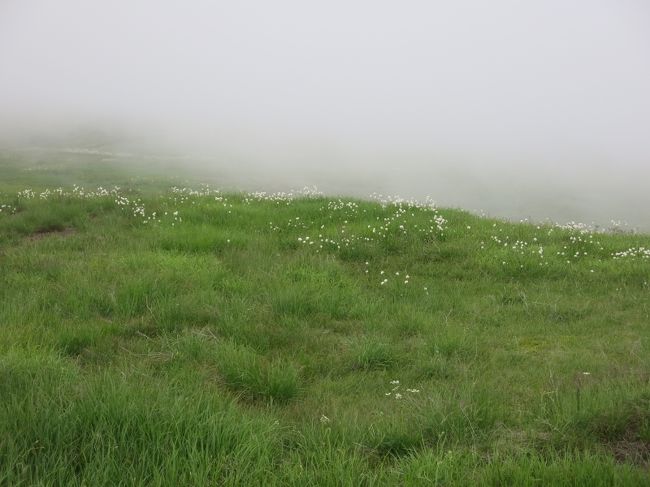 ワタスゲ<br />こうやって見ると、ガスがかかるのも悪いことばかりじゃないな。