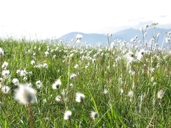 この湿原の風景に欠かせないワタスゲ。