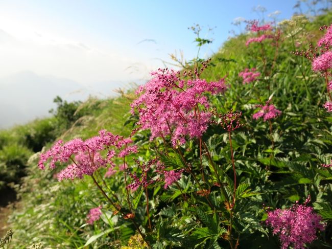 シモツケソウの赤も陽光に映える。