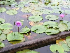 あしかがフラワーパークではあいにくの雨でしたが、スイレンには雨がちょうどよいかも。
ゆっくり歩いて園内散策しました。