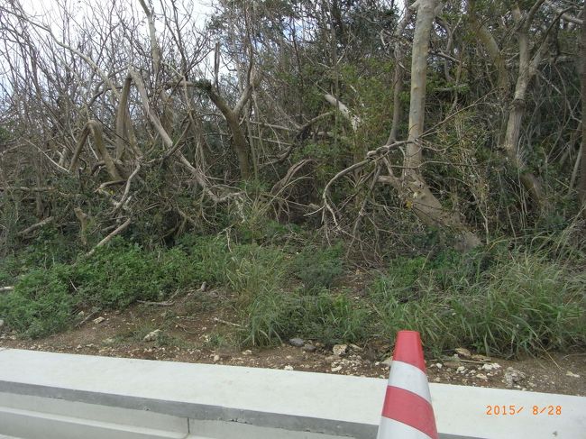 ほら〜、木が無残に倒れてるよ〜