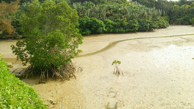 マングローブの道を進み、<br />今晩のお宿、いなうの郷へm(。_。)m<br />