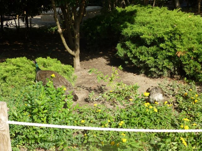 クジャクの親子がいました。