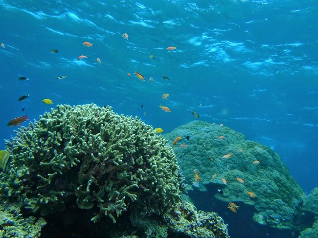 枝珊瑚も死んでしまっているところもありますが、大部分が生きています。<br /><br />但し繁忙期の石垣島・・・<br />色んなダイブショップの船があり、たくさんのダイバーが潜っていて、こんなに人だらけのダイビングは初めてでした（笑）<br />繁忙期じゃない時に是非石垣はまた潜ってみたいです。