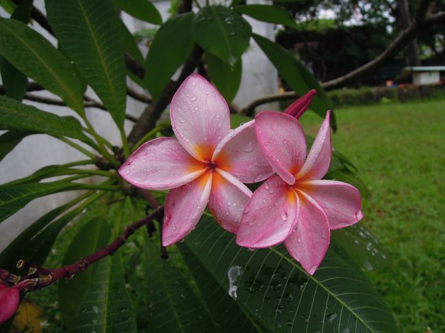 お庭に咲いていたピンクの花。雨粒がついていてかわいかった。