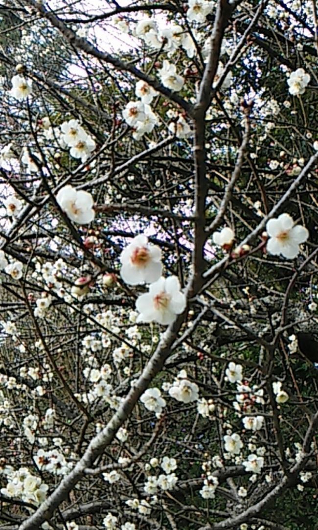 二月に梅が咲いてるよ〜(ФωФ)<br /><br />札幌は桜と梅の時期が一緒なんですよ〜！