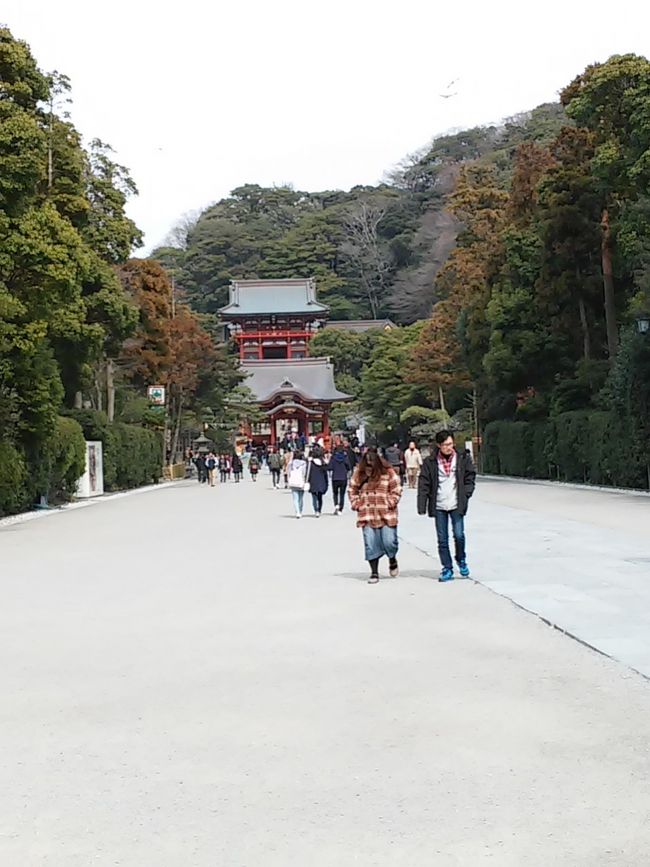鶴岡八幡宮♪<br /><br />駅から結構歩きます。<br /><br />小町通りを冷やかしながらだとすぐかな？