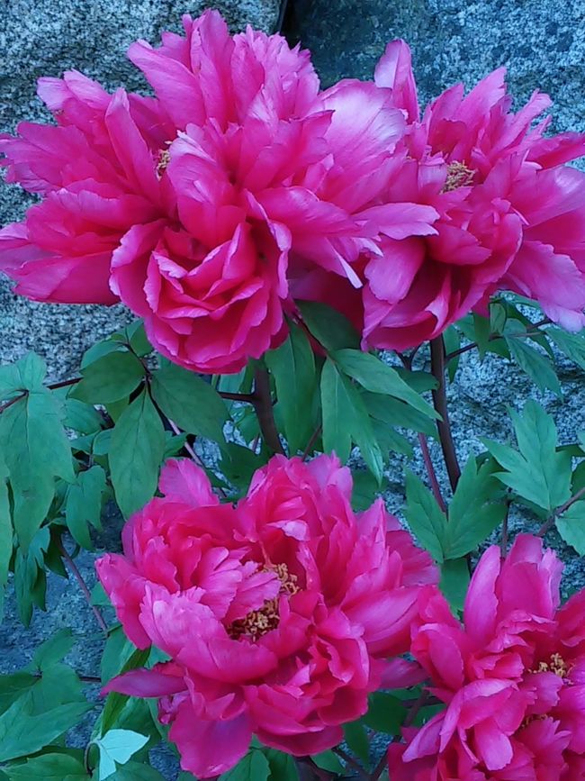 芍薬が咲いていました。<br />大好きなお花です。<br /><br /><br />夕方の便で帰札だったので、今回はここまでのプチ散策。<br />やはりここでも、夫と来たかったな〜と思いました。<br /><br /><br />