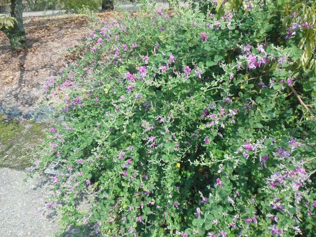 見ごろを迎えた萩