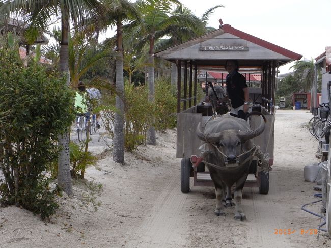 港に送迎車が待ってて、活動拠点まで連れっててくれるよ！<br /><br />そこでまずは水牛車に乗るよ(^^♪