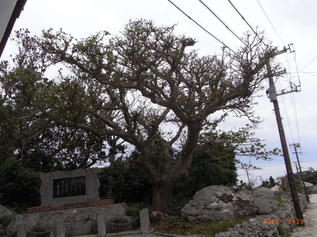 デイゴという木だったよ。