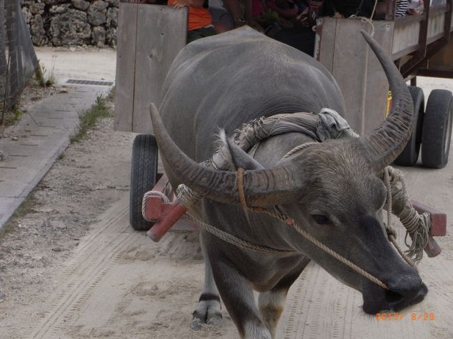水牛の目はやさしいよ(*^-^*)