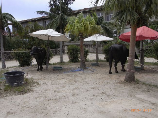 足の長い水牛は、外国出身だって。