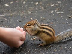 でもこのレストハウスにリスが餌付けされてて、メチャクチャ可愛かった！